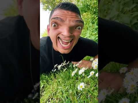 Ich mag Gänseblümchen‼️ #shorts