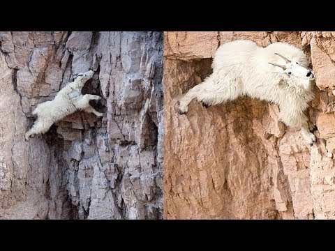 This is How Mountain Goats Defy Physics and Gravity