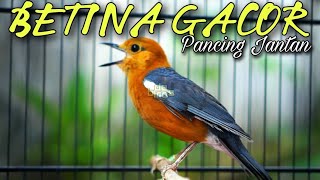 Download lagu SUARA ANIS MERAH BETINA GACOR NGEPLONG PANGGIL JANTAN BIAR IKUT BUNYI | birds sing song mp3
