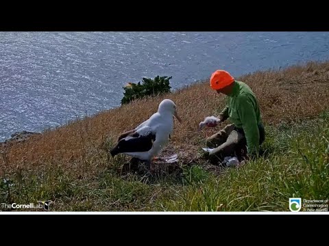 Royal Cam Albatross ~ Julia's Morning & Colin's Afternoon Weight Checks On QT Chick! 💕💕 1.28.22