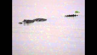 preview picture of video 'Gators in Lake Okeechobee'