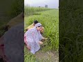 Sapno Ke Gaon Mai Cr By Pihu Singh Ps Priyasingh Villagelife Hindimoviesong Sanskaribahu