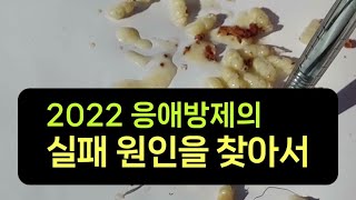 2022 응애방제의 실패 원인을 찾아서, 봉판 잘라 응애방제 결과 확인