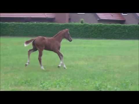 *2015 Stutfohlen von Quidam's Rubin - Argentinus *SOLD!!!*