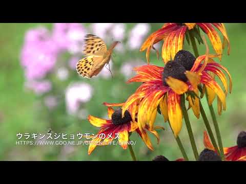 庭の絶滅危惧種、ウラギンスジヒョウモン　Argynnis laodice