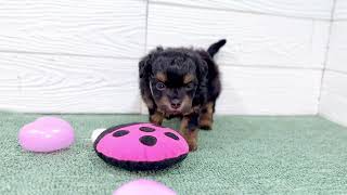 ハーフ犬の動画01