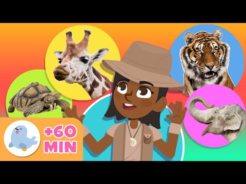 Os ANIMAIS para crianças 🦓🐯 Recopilação 🐬🐘 LEÃO, PINGUIM, TARTARUGA, ABELHA, GIRAFA...