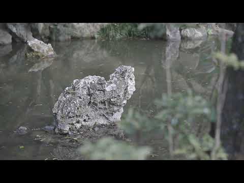 やまぐち映像図鑑 NO.158 宗隣寺（桜）［宇部市］ | Sorin-ji Temple Cherry Blossoms  [ Ube-city ]