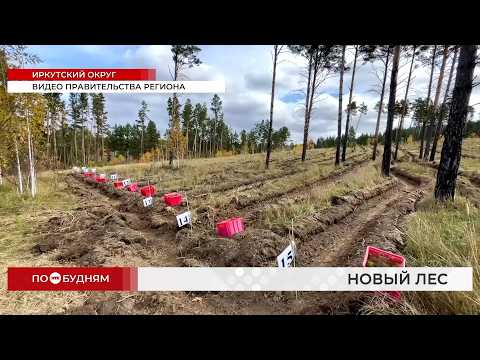 Выжженный огнём лес восстанавливают под Иркутском