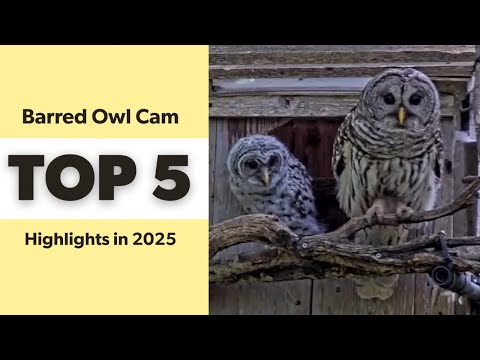 Barred Owl Cam: Top 5 Highlights in 2025 | Cornell Lab | Wild Birds Unlimited