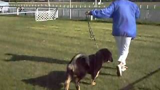 Budapest CACIB 2008.  Amog-Haszid-Dhy Arhat Gonpo