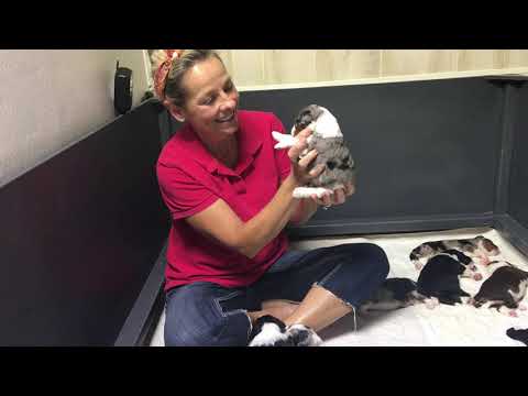 AnnaClaire's Mini AussieDoodle Puppies at 2 weeks