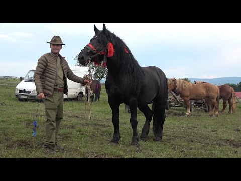 Caii baietilor de la Marisel, Cluj 29 Iunie 2020 Nou!!!