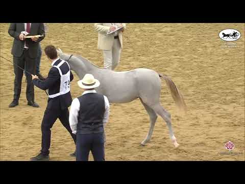 N 79 JAMIL ALQUTAIFIYA   1st Qatar Arabian Horse Show Local Bred