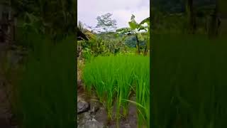 Download lagu STORY WA 30 DETIK || MENTAHAN VIDEO AESTHETIC #shorts #storywa #mentahanvideo  #cinematic30detik mp3