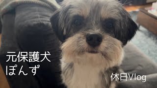 元保護犬ぽんず　パパもママも休みの日は嬉しいな