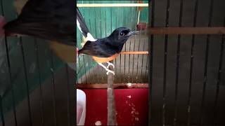 Download lagu Murai betina muda gacor sekali bikin murai macet jadi bunyi#muraibetinagacor#Shorts mp3