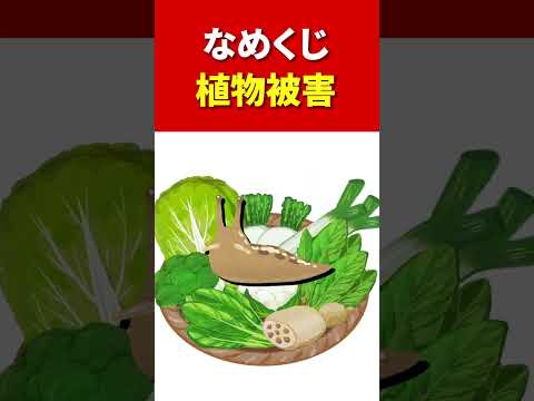 どの植物が害虫を狩るのか 菜園の芳香剤 昆虫 ナメクジ げっ歯類