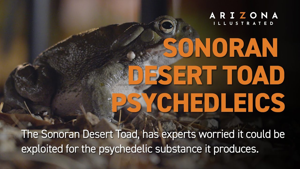Sonoran Desert Toad Psychedelics