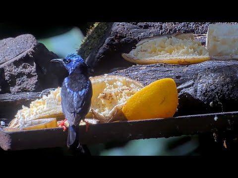 Red-legged Honeycreeper Shines During Close-up Banana Lunch | August 8, 2025