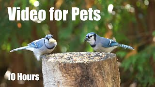 Squirrels, Blue Jays and Backyard Birds - 10 Hour Relaxing Video for Pets and People - Oct 15, 2025