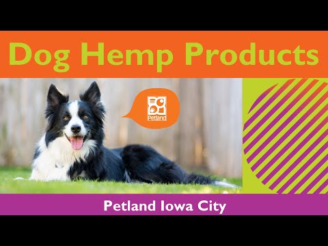Hemp Products & Benefits For Dogs