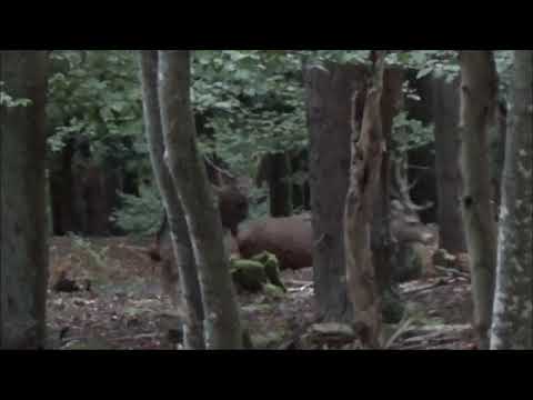 Un gros 12cors pour un brame du cerf 2018