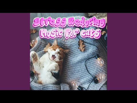 Cat Music While You're Away