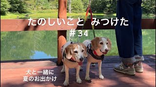 【犬との暮らしのvlog】夏のお出かけ／ヘブンスそのはら／おひとり様BBQ（夫）／ヤマボウシの実を食べる犬／ビーグル姉妹との暮らし／たのしいことみつけた