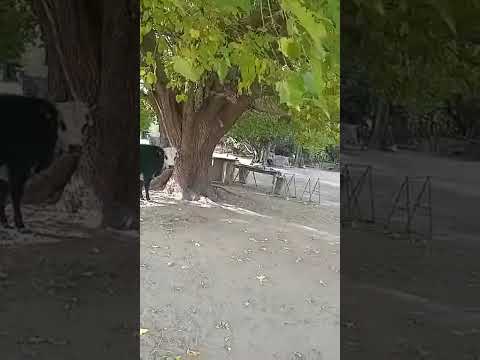 casa de los abuelos maternos chancani Córdoba junio 23