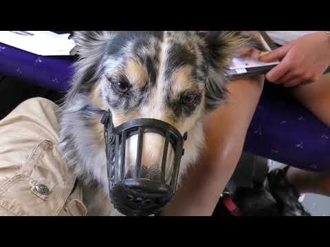 KANUWANDERN auf der LOIRE 2017 - Video 19 - KEINE andere WAHL, oder doch?