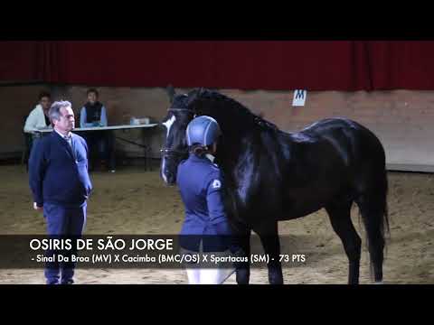 OSIRIS DE SÃO JORGE - Confirmé étalon 73 PTS