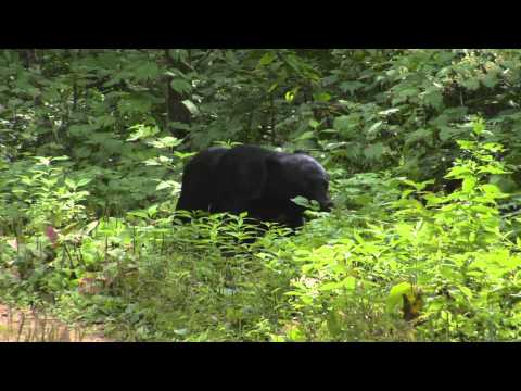 Japanese Bear(Ursus thibetanus japonicus) 