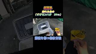 超簡単！釣った魚（オオモンハタ　39㎝）を鮮度を保つ方法で保存してみた。#shorts #釣り #ショアジギング