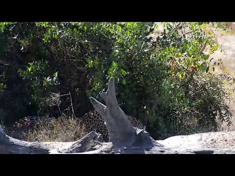 Djuma: Nyala and Impalas move about as Hosana male leopard watches - 12:23 - 05/31/19