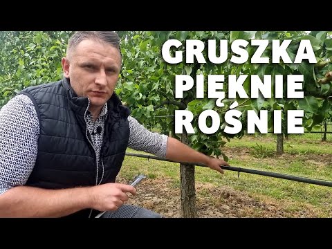 Gruszka Konferencja pięknie rośnie - Dariusz Ziarko