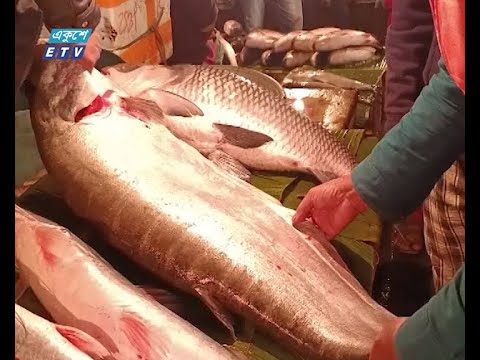 মাছের মেলায় ১ মনের বেশি ওজনের অনেক মাছ, কেনার ধুম