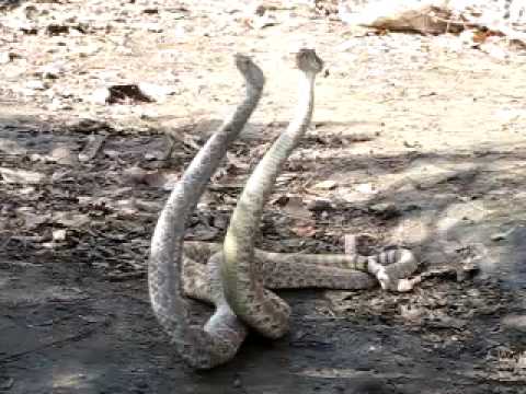 YouTube Video Hfd0pypojco