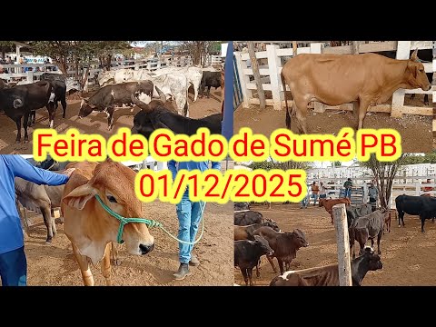 Feira de Gado de Sumé PB 01/12/2025