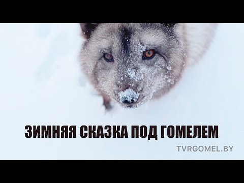 Зимняя сказка под Гомелем видео