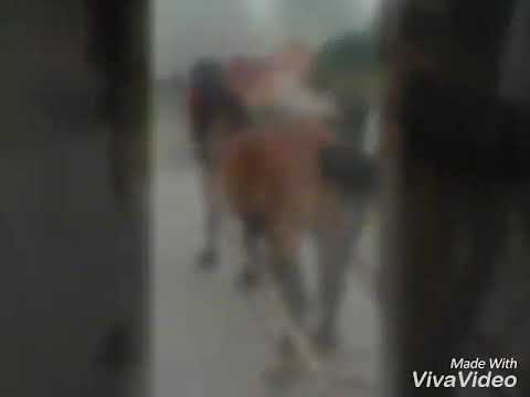 Armăsarul lui Ady de la crizbav