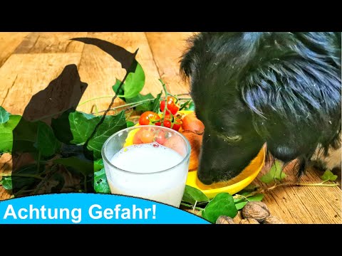 Vorsicht giftig! Was dürfen Hunde nicht essen?