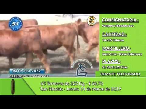 14-03-19 - Venta de Machos - Remate Televisado de Campos y Ganados S.A. - San Nicolás
