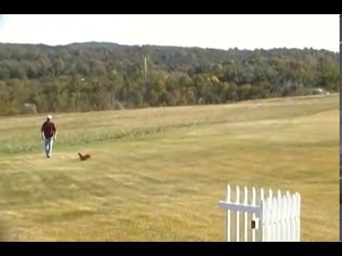 Hobby King Mig 15,  70MM  maiden flight