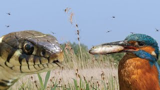 10 creatures to spot in Wetlands