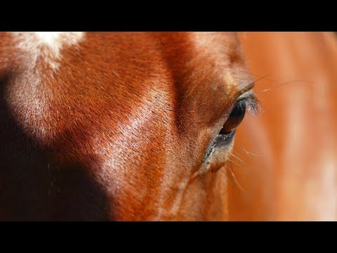 download lagu mp3 mp4 Diamond D Ranch Idaho, download lagu Diamond D Ranch Idaho gratis, unduh video klip Diamond D Ranch Idaho