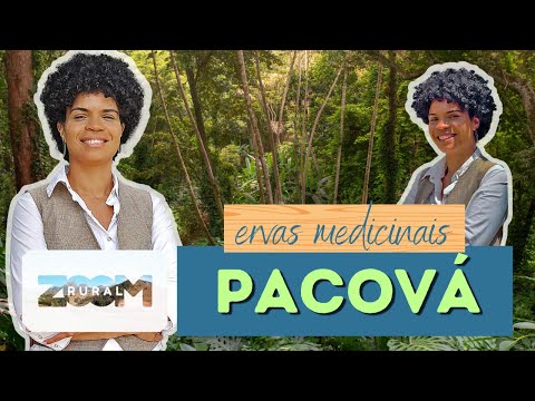 ZOOM RURAL | Descubra os Benefícios Medicinais do Pacová