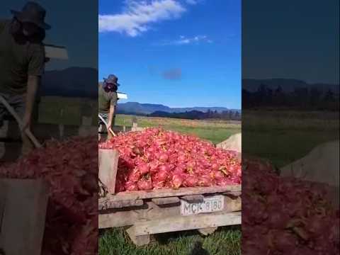 O triste fim da Pitaya em Santa Catarina. #pitaya #frutas #agronegócio #comercio