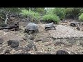 Tortoises Walking At Darwin Center Santa Cruz Island Galapagos