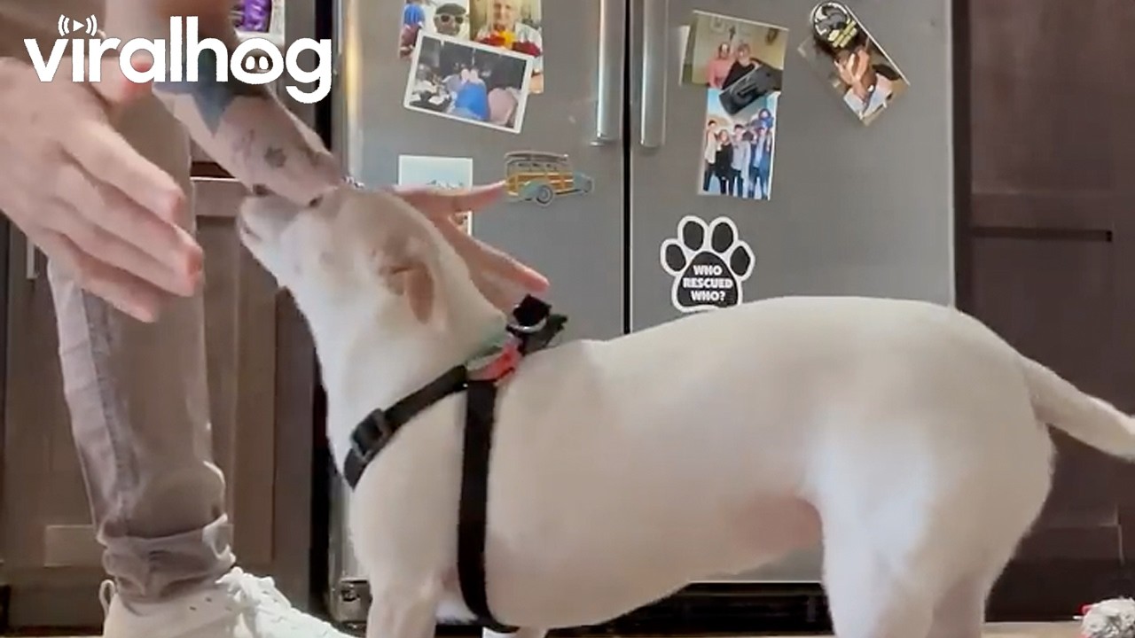 Flipping the Chihuahua Cheeto || ViralHog